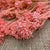 Rice Flower (Bleached/Light Pink) (DRY) 70cm