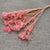 Rice Flower (Bleached/Light Pink) (DRY) 70cm