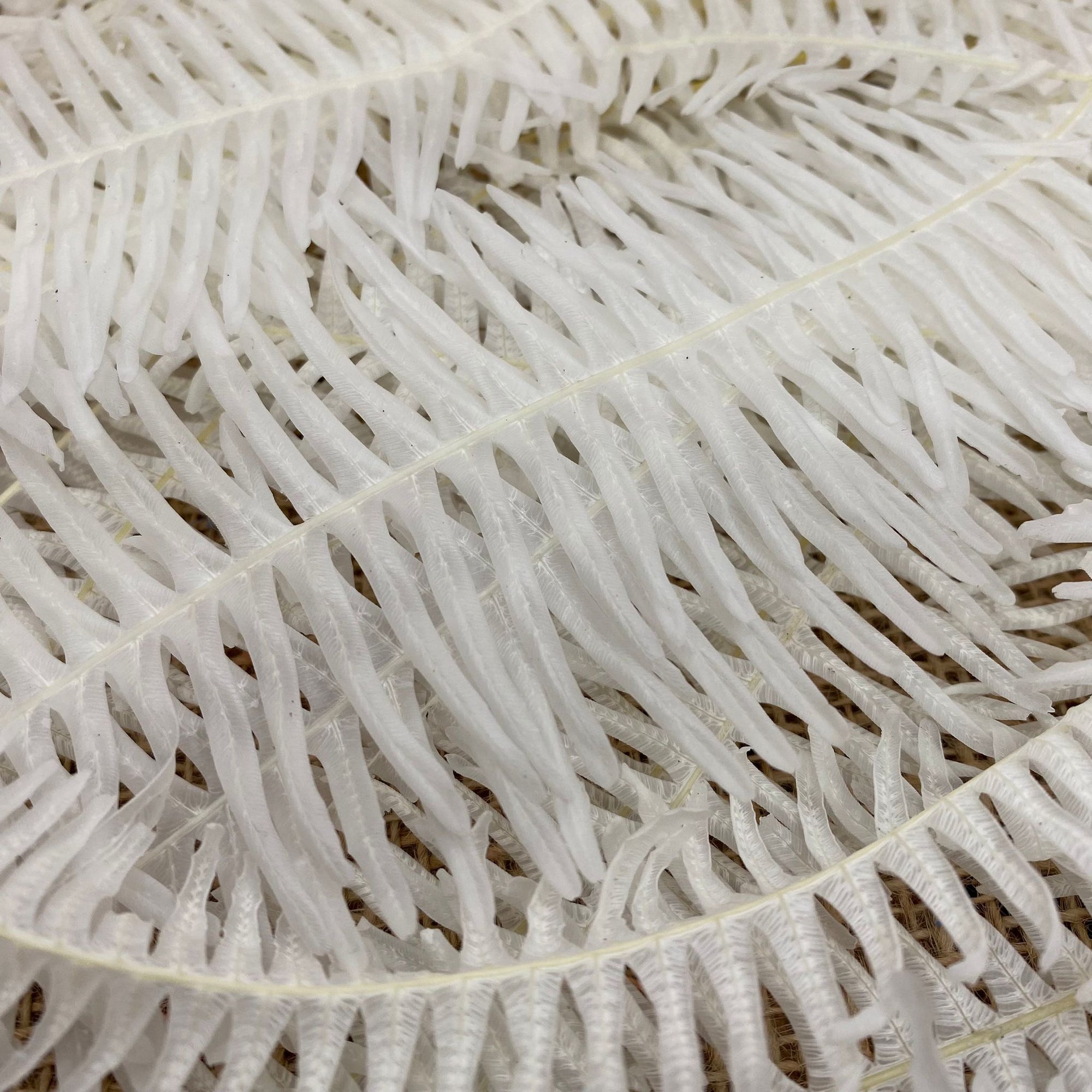 Fern 'Coral Fern' (Bleached) (DRY) 70cm (x10)