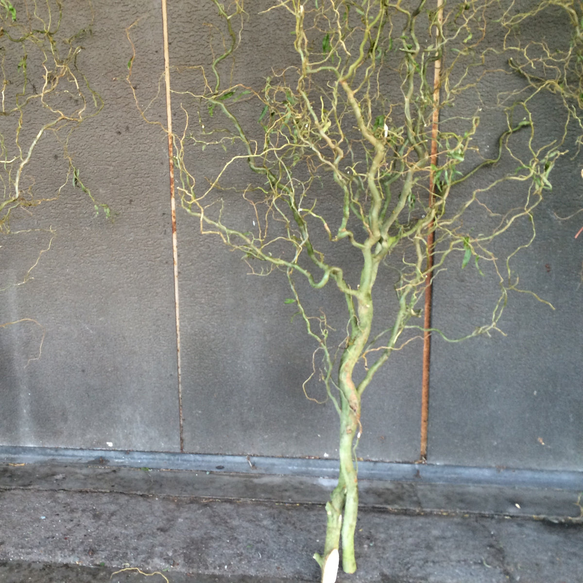 Salix &#39;Twisted Willow&#39; (Trees) (Various Sizes)