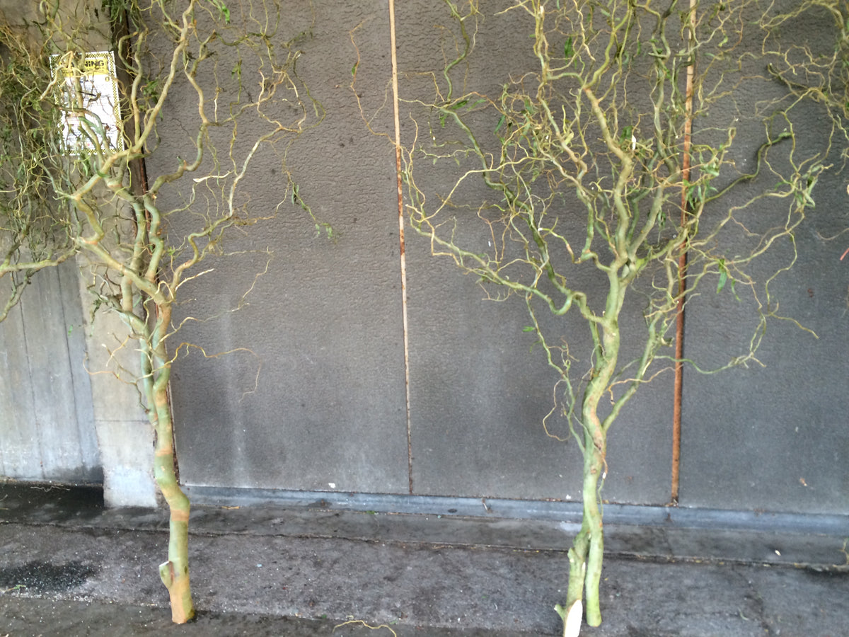 Salix &#39;Twisted Willow&#39; (Trees) (Various Sizes)