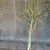 Salix 'Twisted Willow' (Trees) (Various Sizes)