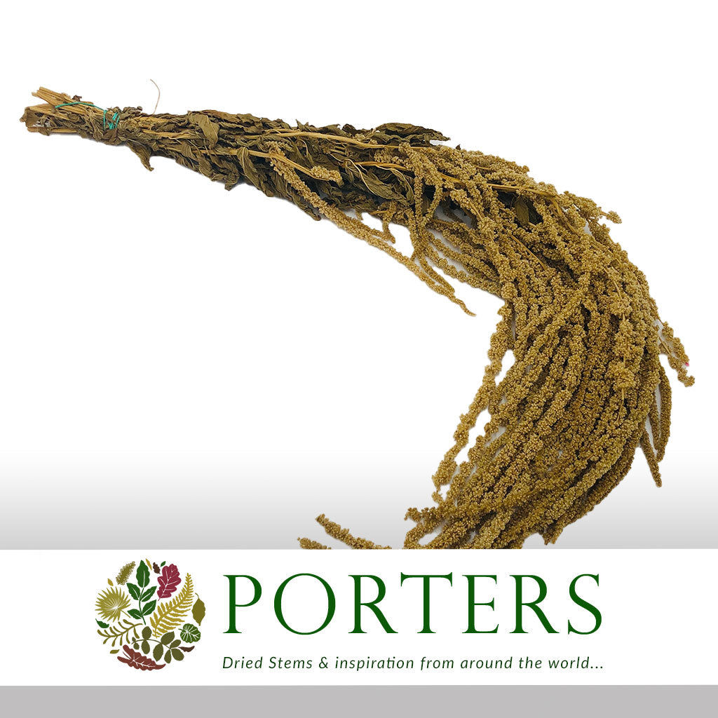 Amaranthus &#39;Trailing&#39; (Natural Green)