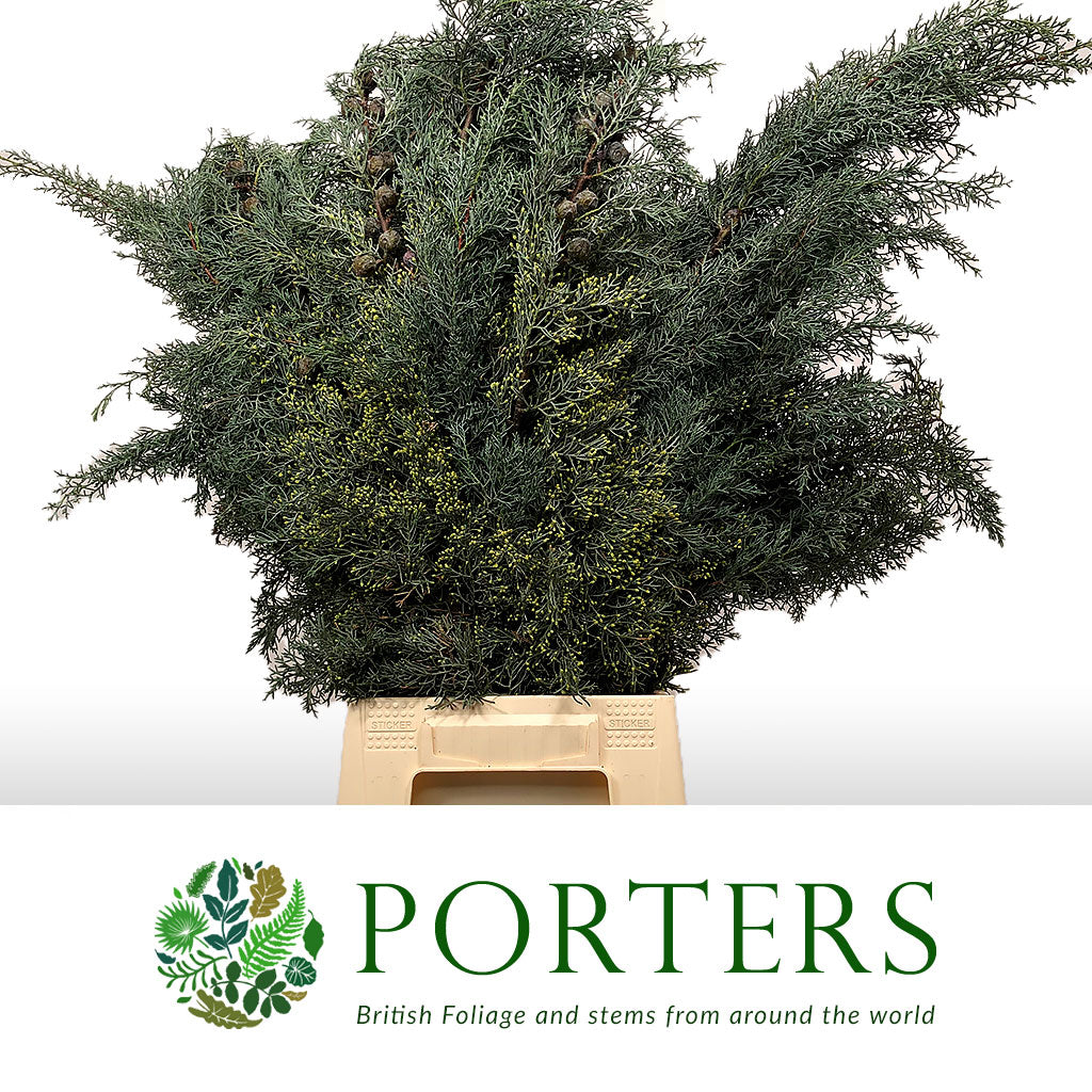 Conifer &#39;Arizonia&#39; (x3)