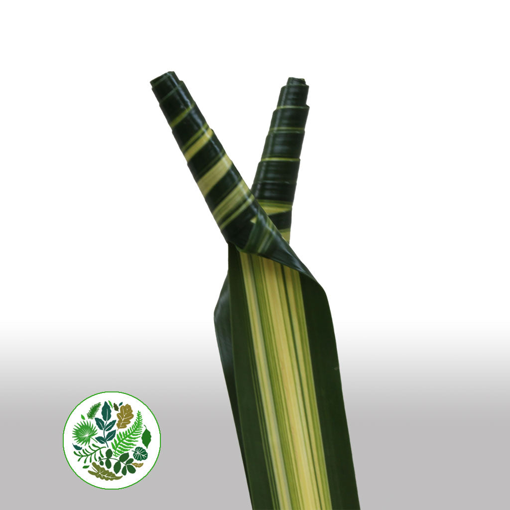 Pandanus (Braided) (Variegated) (x10)