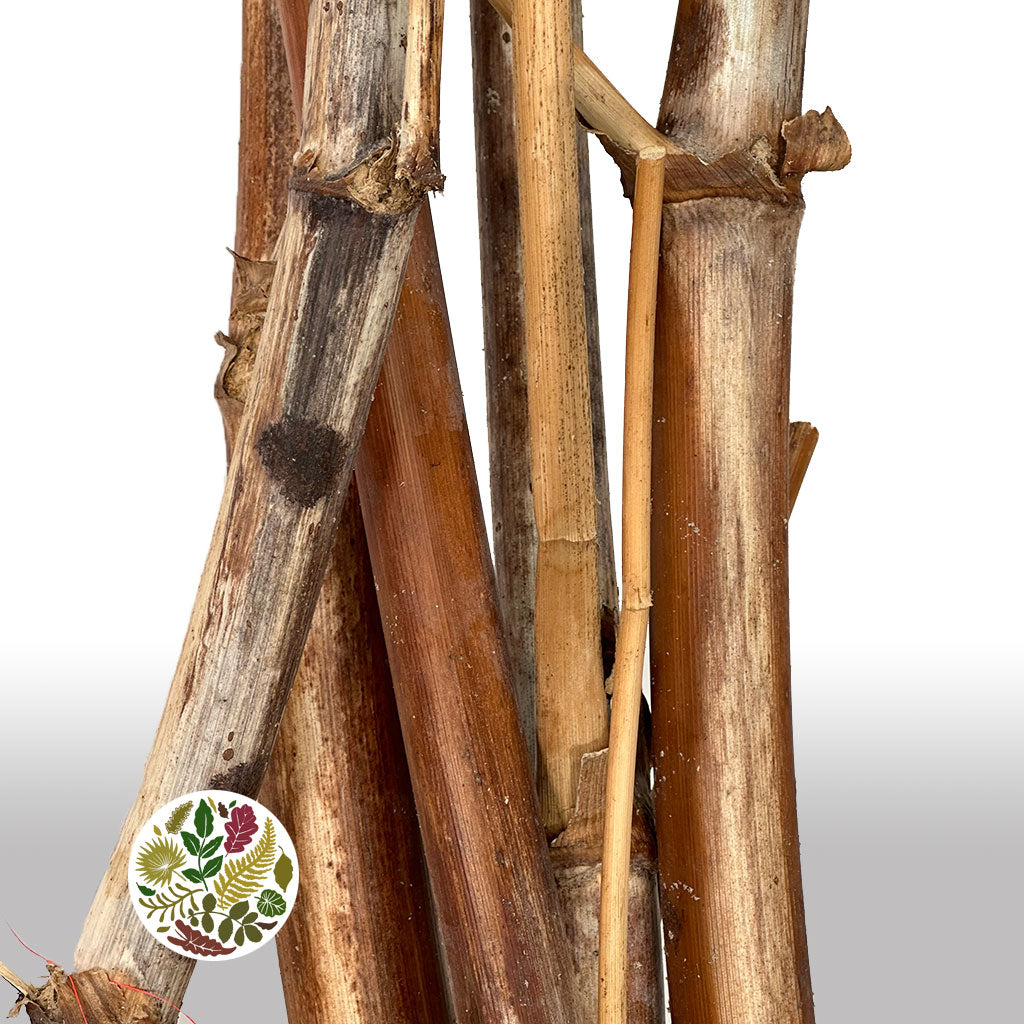 Fennel 'Branch' (Natural) (DRY) 2m (x5)