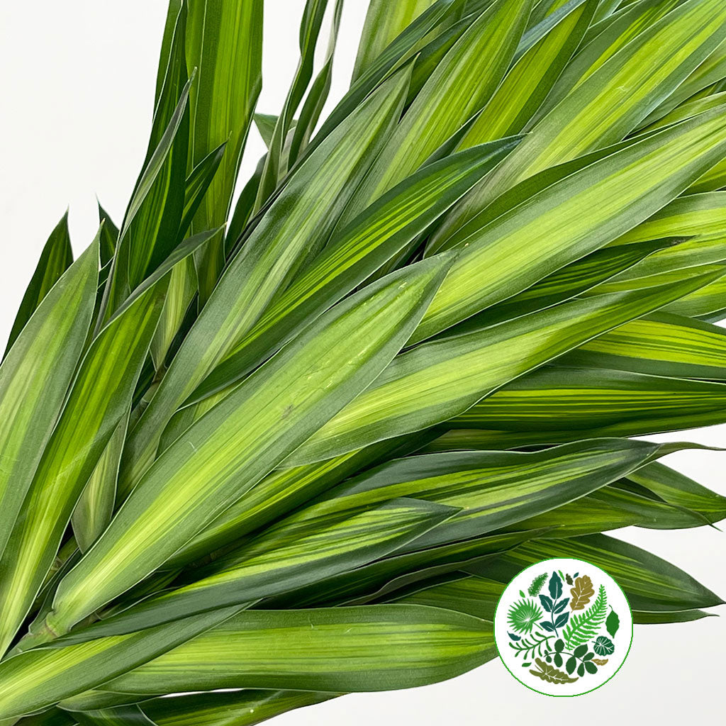 Dracena Pleomele Reflexa &#39;Song of Jamaica&#39; 70cm (x5)
