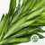 Dracena Pleomele Reflexa 'Song of Jamaica' 70cm (x5)