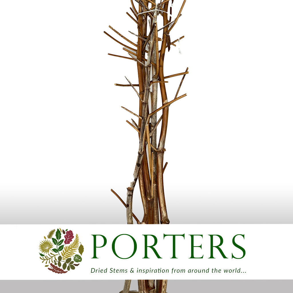 Fennel &#39;Branch&#39; (Natural) (DRY) 2m (x5)