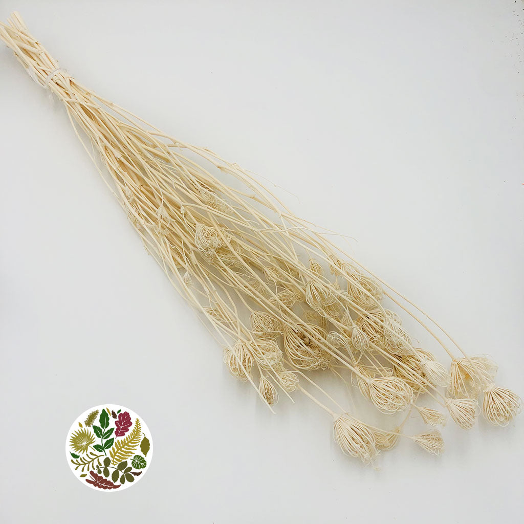 Fennel &#39;Wild&#39; (Bleached) (DRY)