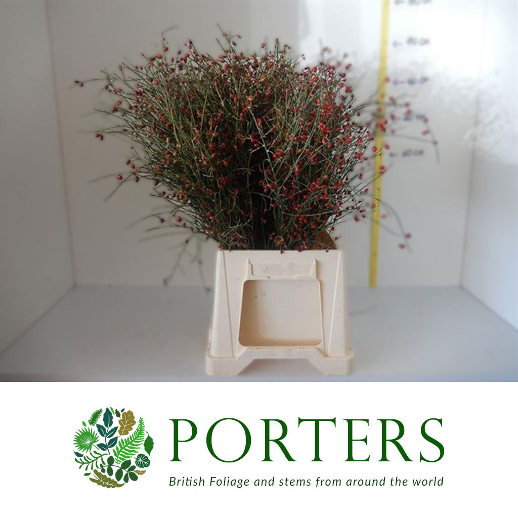 Ginesta Berries &#39;Red&#39; (400g)