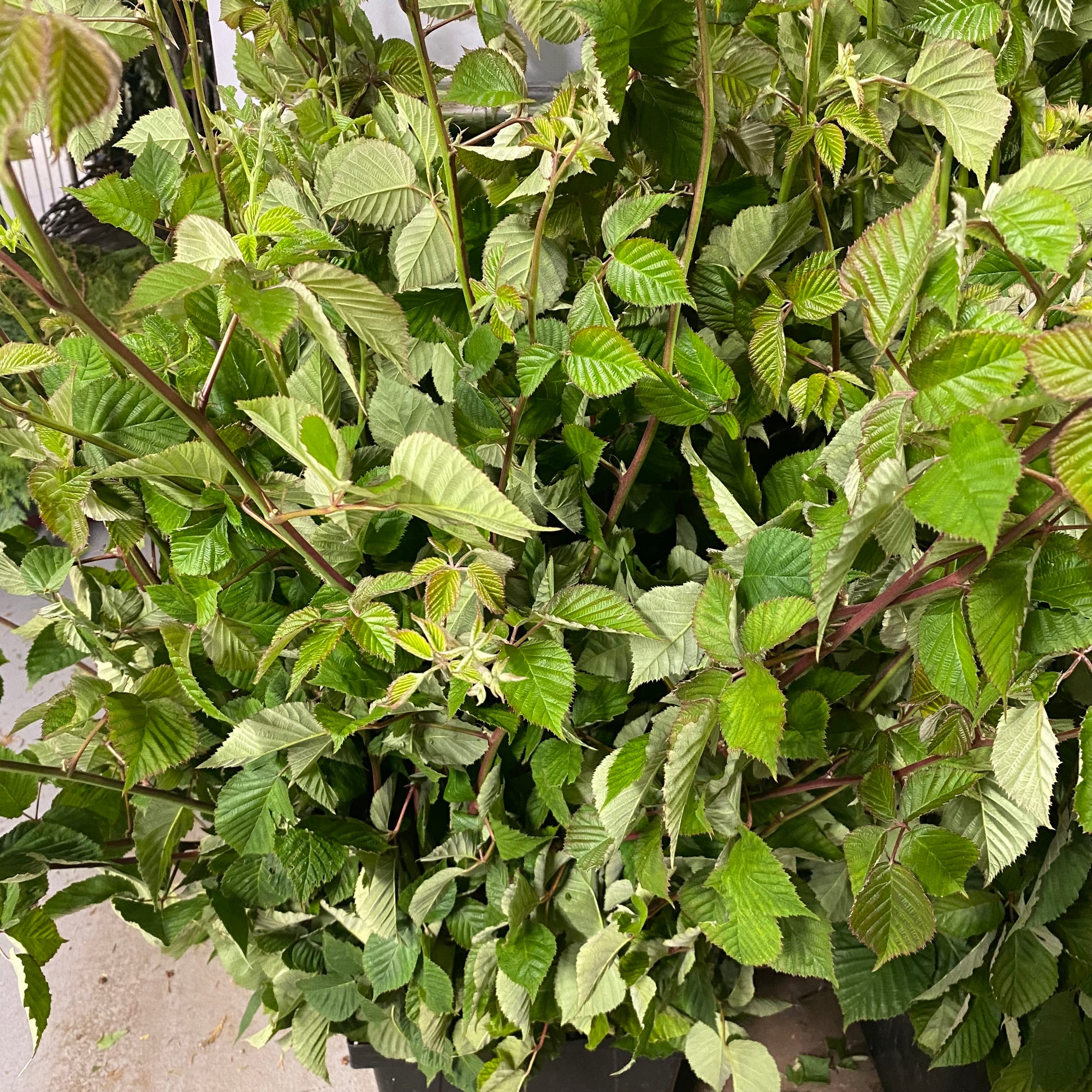 Blackberry 'Foliage' (Cultivated E) 100cm (x5)