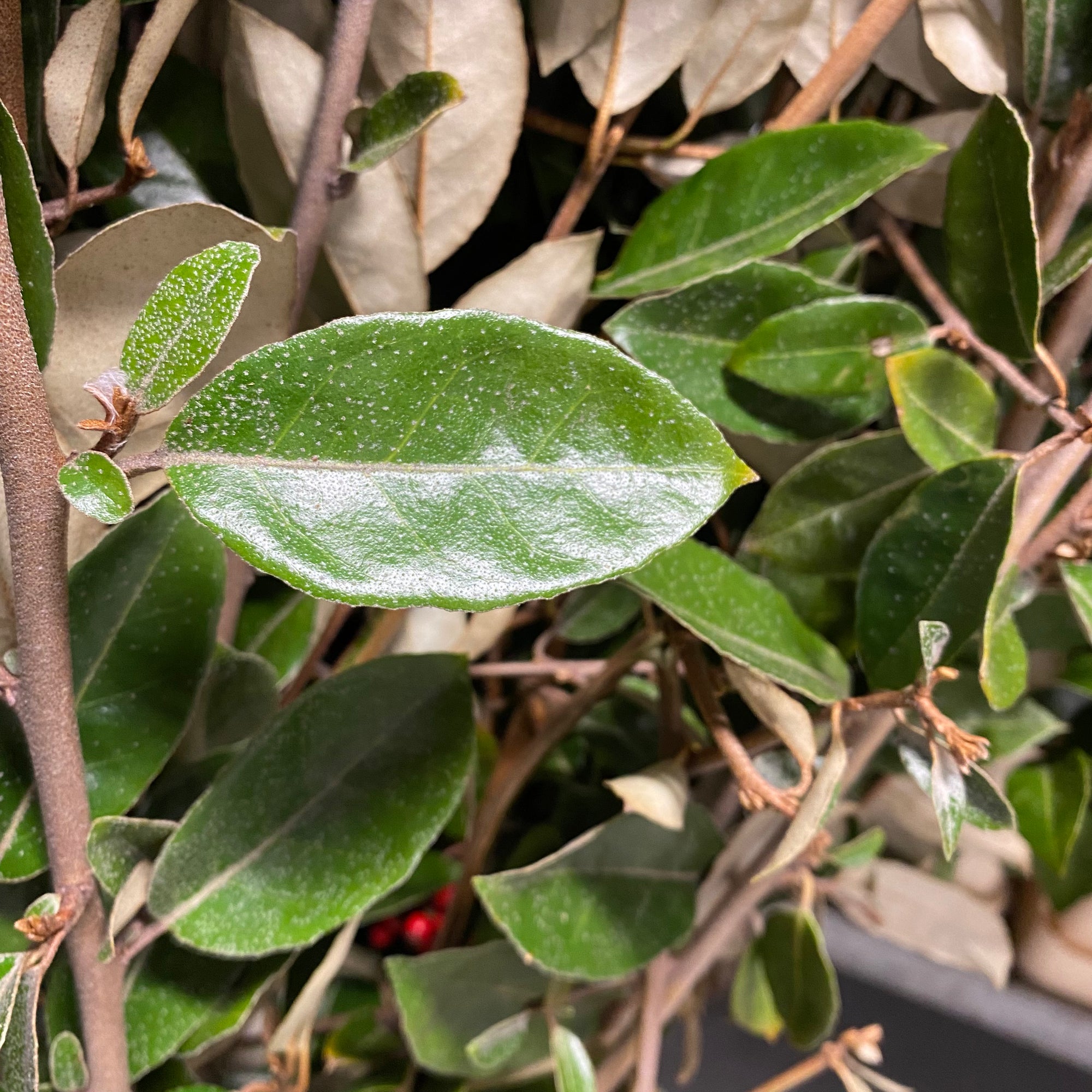 Elaeagnus 'Silverberry' Wild (Various Sizes)