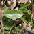 Elaeagnus 'Silverberry' Wild