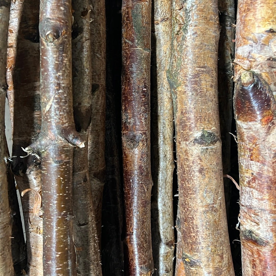 Birch &#39;Poles&#39; (Various sizes)