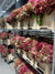 Hydrangea Flower Bundles Wild (English)