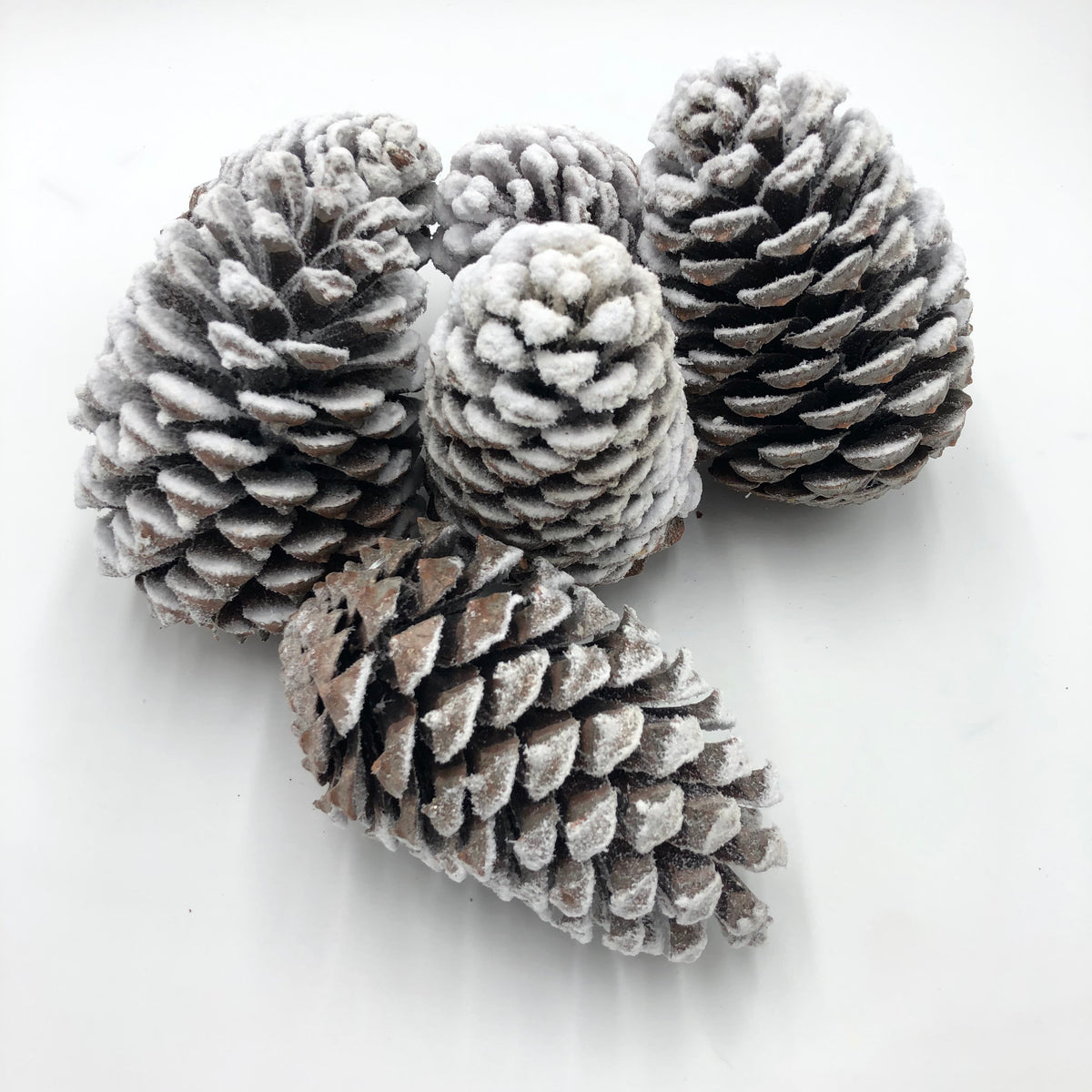 Cones &#39;Maritima&#39; (Snow) 10-14cm (DRY) (x6)