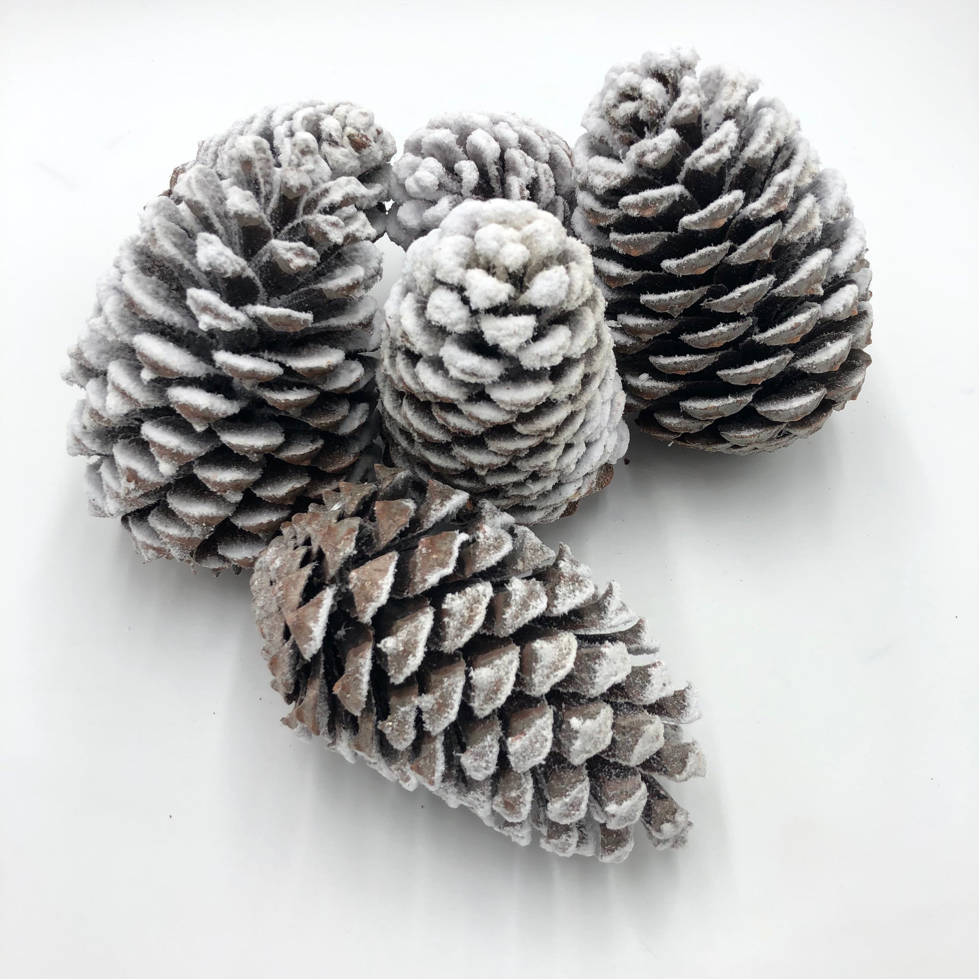 Cones 'Maritima' (Snow) 10-14cm (DRY) (x6)