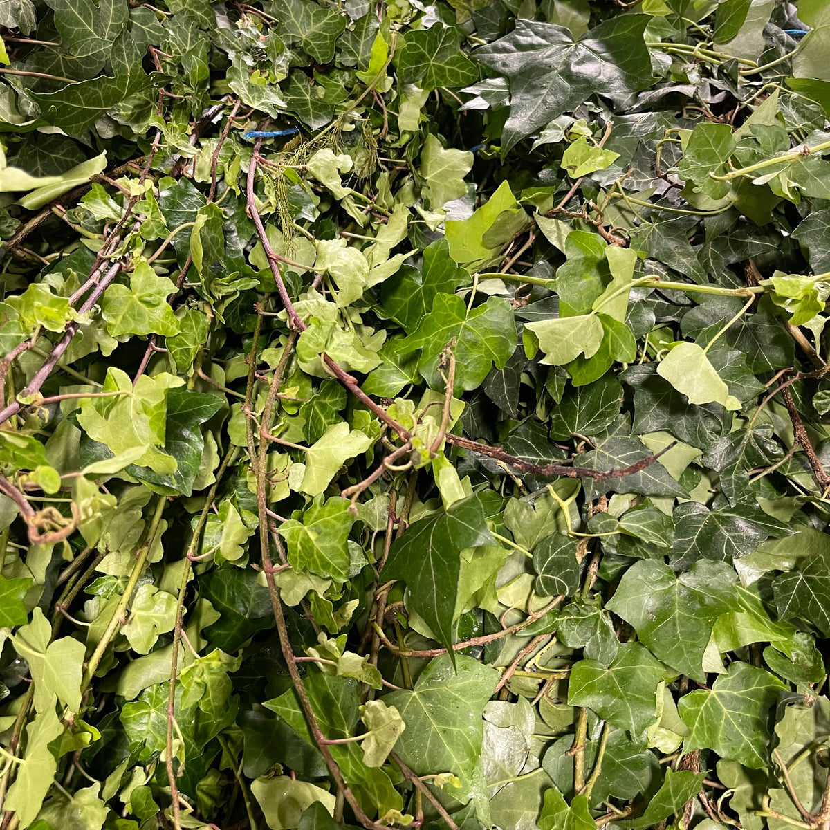 Ivy &#39;Trailing&#39; (Green) Wild