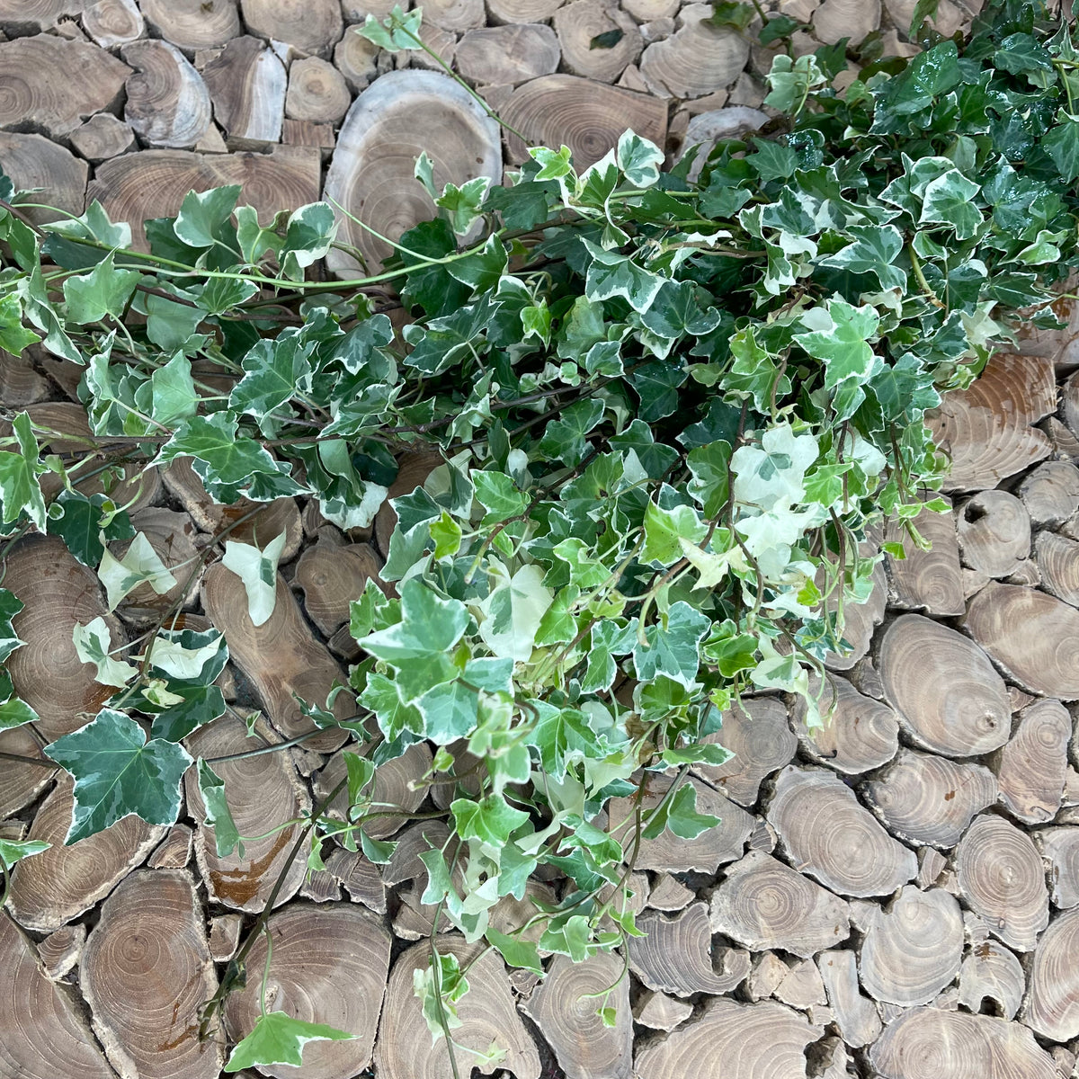 Ivy &#39;Trailing&#39; (Variegated) (Cultivated E) (x10)