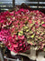 Hydrangea Flower Bundles Wild (English)