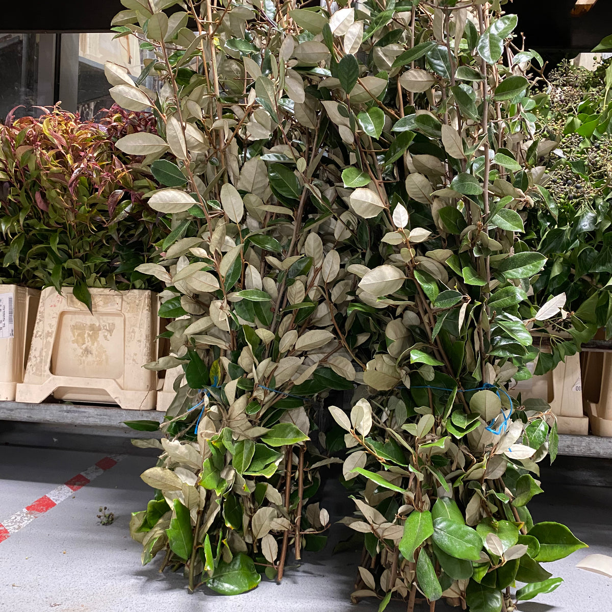 Elaeagnus &#39;Silverberry&#39; Wild (Various Sizes)