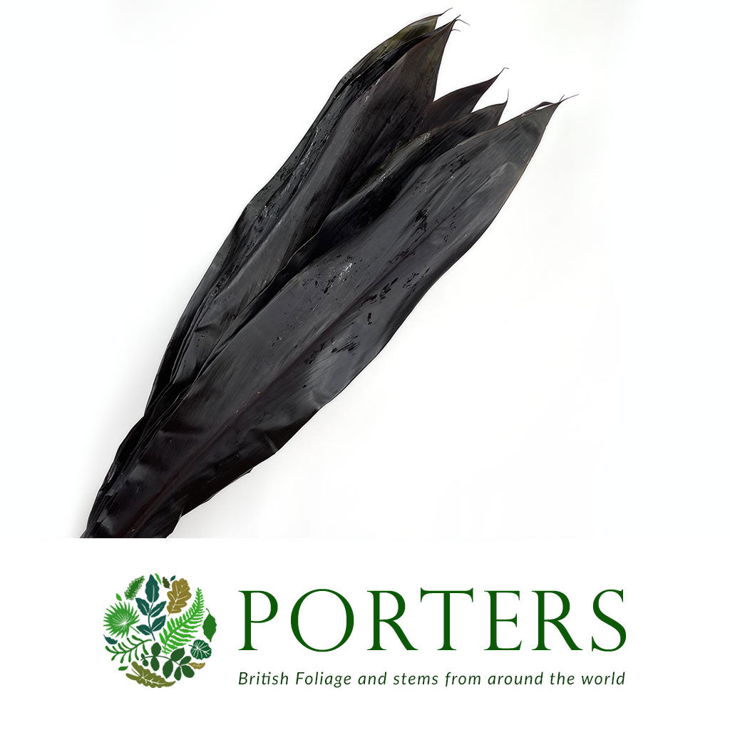 Cordyline &#39;Black Tie&#39; Leaves (x10)