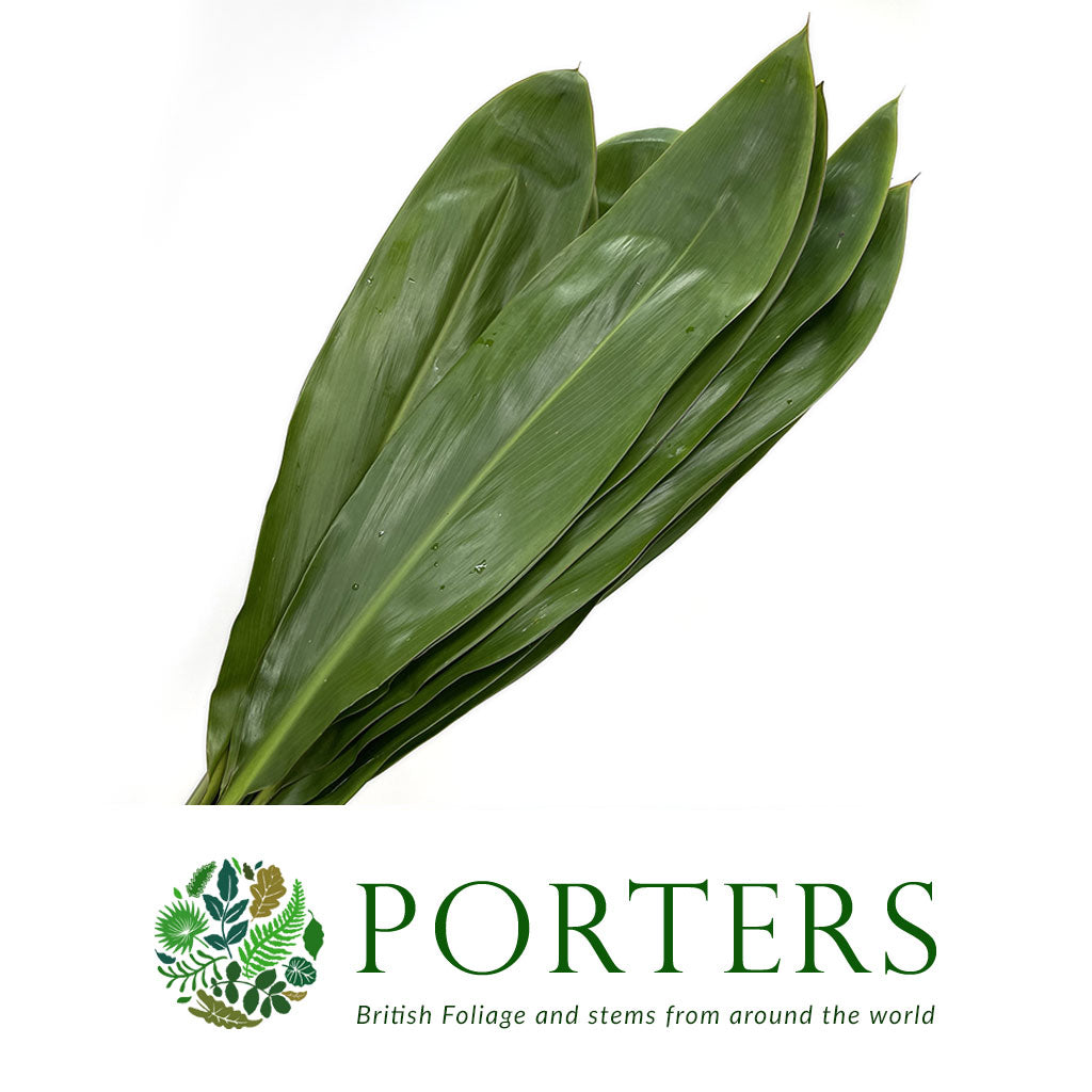 Cordyline &#39;Green Tie&#39; Leaves 80cm (x10)