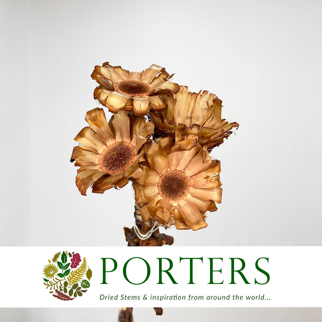 Protea &#39;Barbigera&#39; (Base) (DRY) (Natural) (x4)