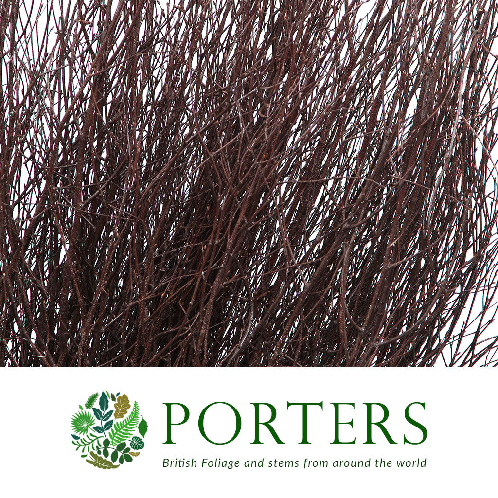 TALL TWIG BROWN &quot;Natural Brown&quot; (BETULA) PAINTED