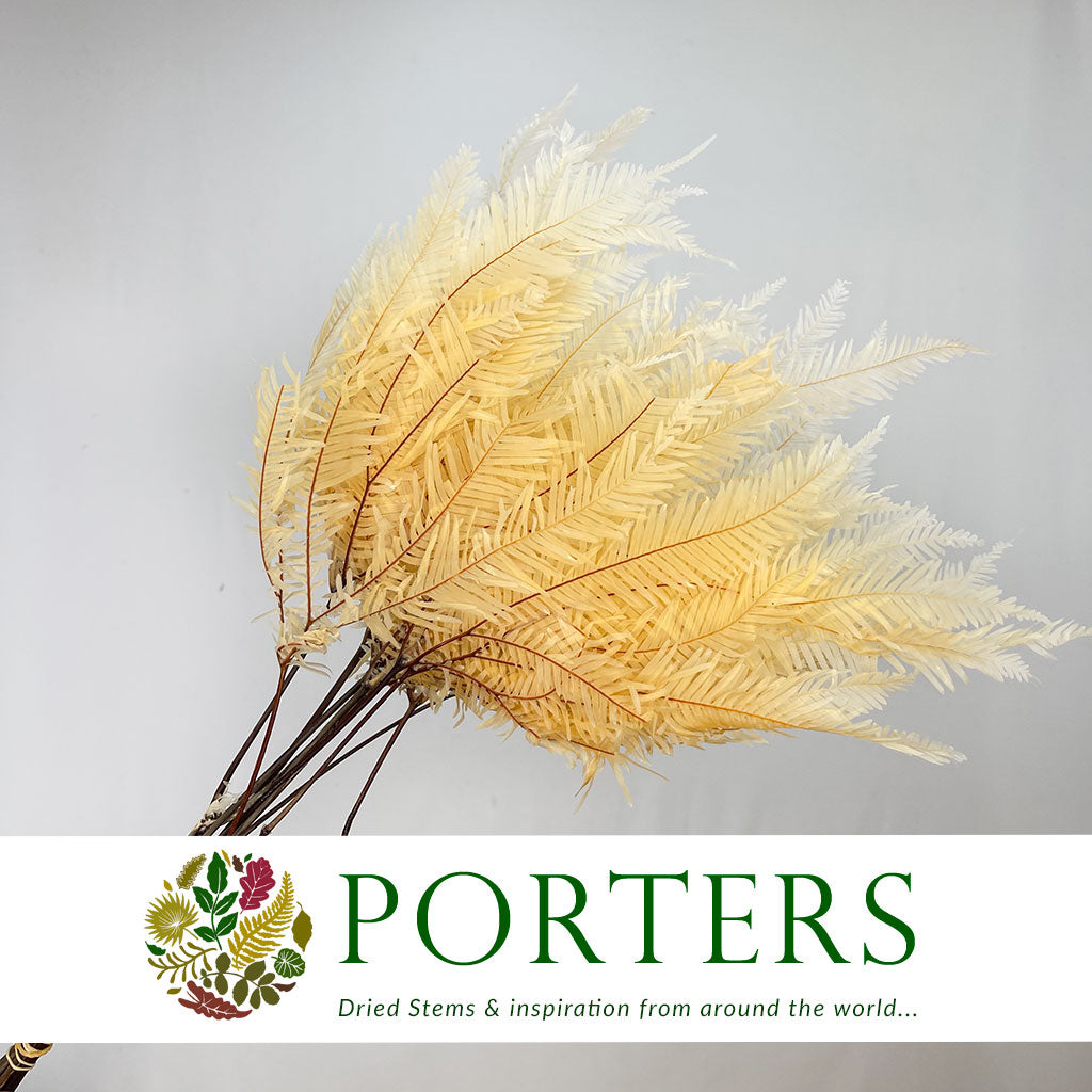 Fern &#39;Umbrella&#39; (Bleached) (DRY) (x10)