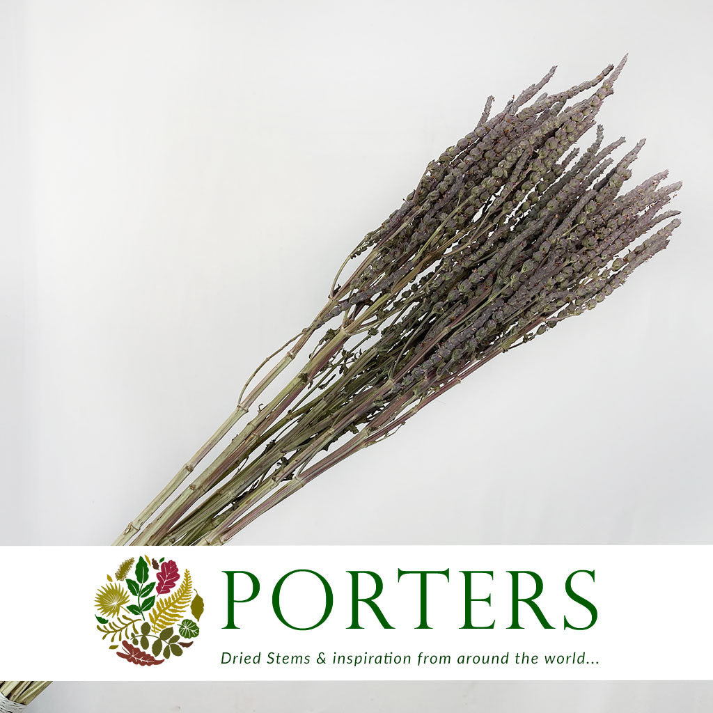 Statice &#39;Sea Lavender&#39; (DRY) 90cm (x10)