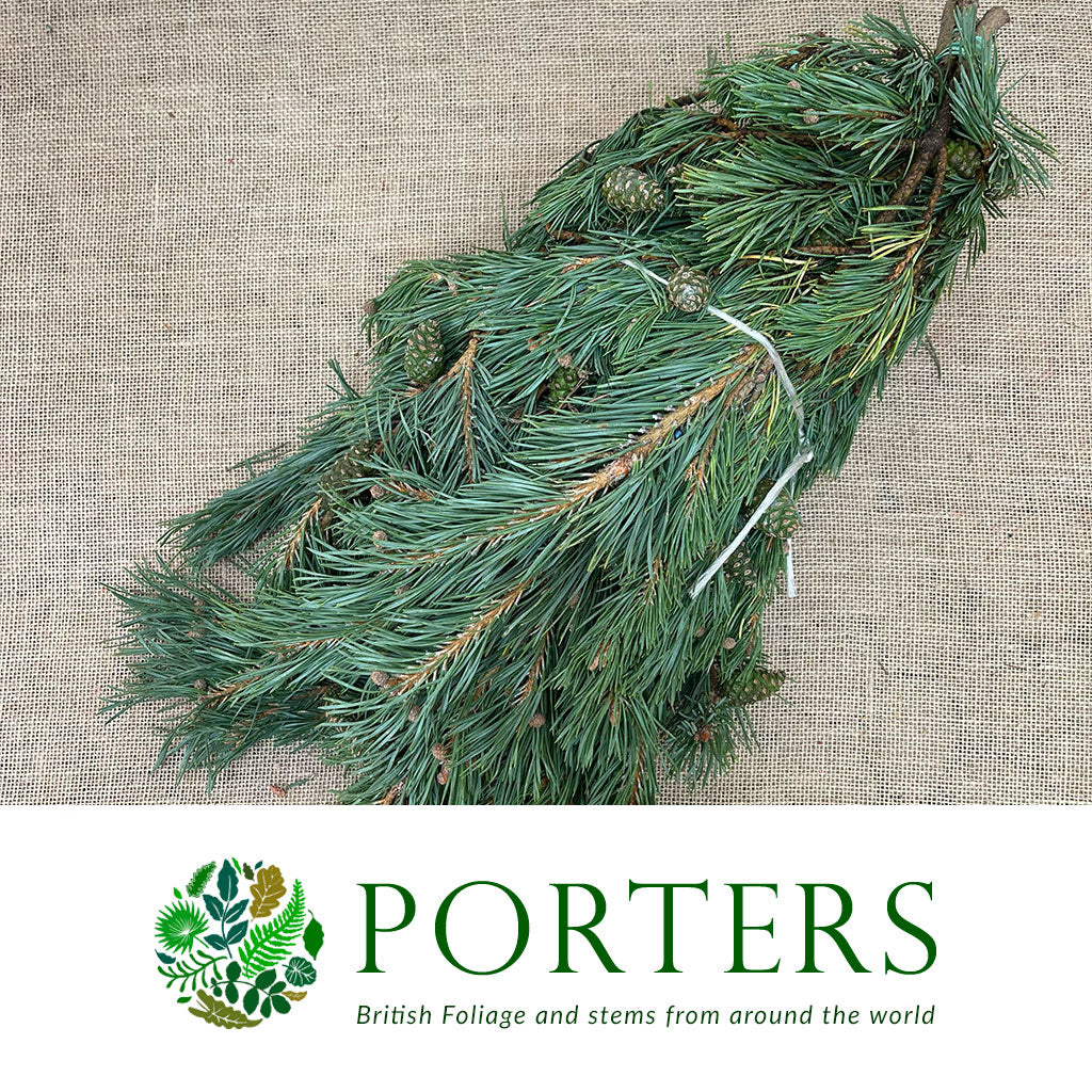 Pine &#39;Mugo&#39; 50cm (400g)