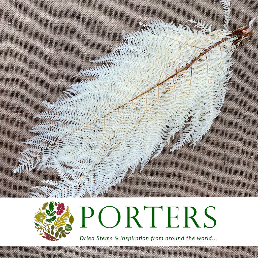 Fern &#39;Sword Fern&#39; (Bleached) (DRY) (x10)