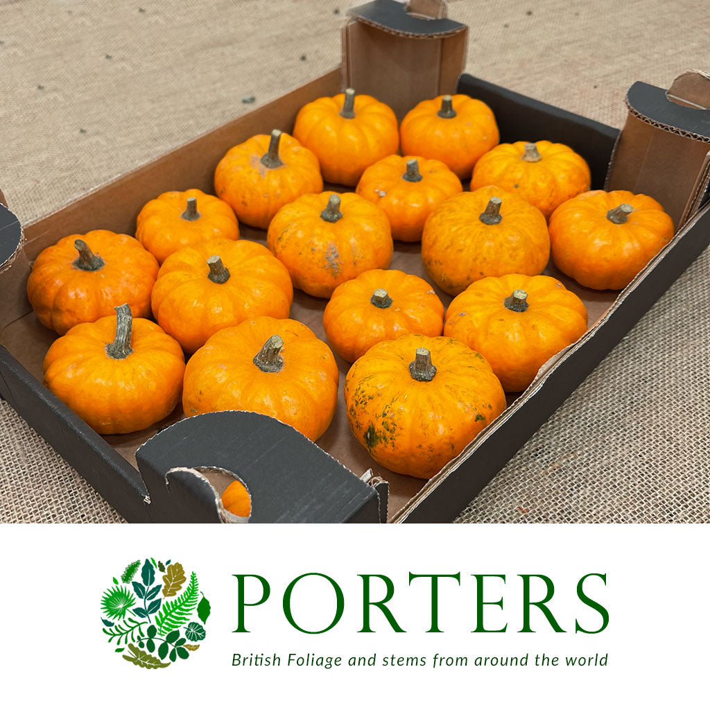 Pumpkinis Small Tray (Mini Pumpkins) (x18)