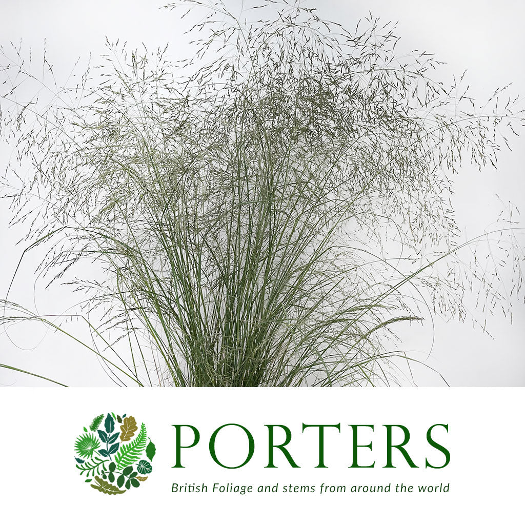 Grass &#39;Spray Grass&#39; Silver (Cultivated E) (x50)