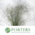 Grass 'Spray Grass' Silver (Cultivated E) (x50)