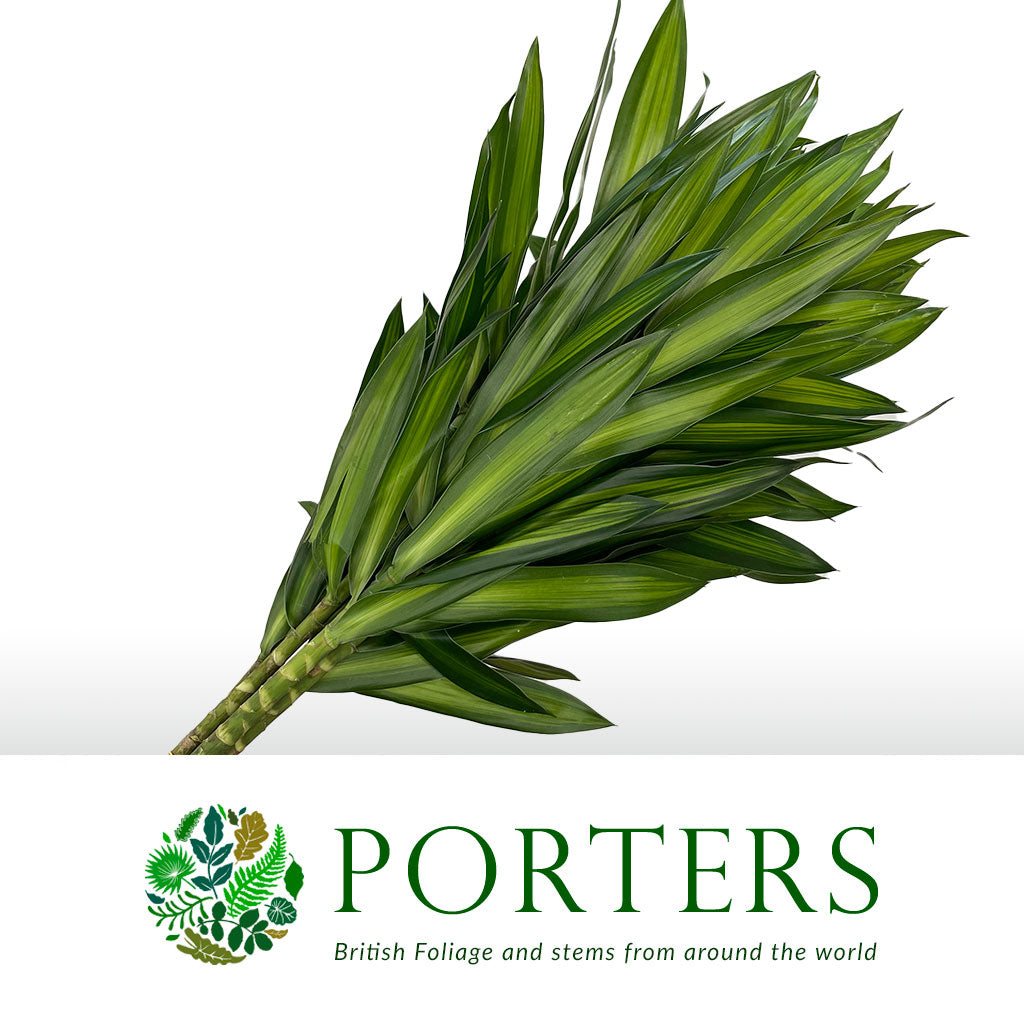 Dracena Pleomele Reflexa &#39;Song of Jamaica&#39; 70cm (x5)