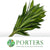 Dracena Pleomele Reflexa 'Song of Jamaica' 70cm (x5)
