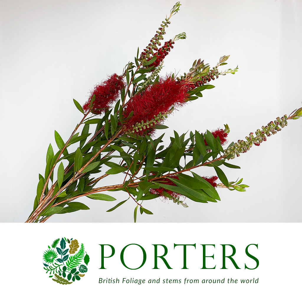 Callistemon &#39;Bottle-Brush&#39; 70cm 250g