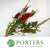 Callistemon 'Bottle-Brush' 70cm 250g