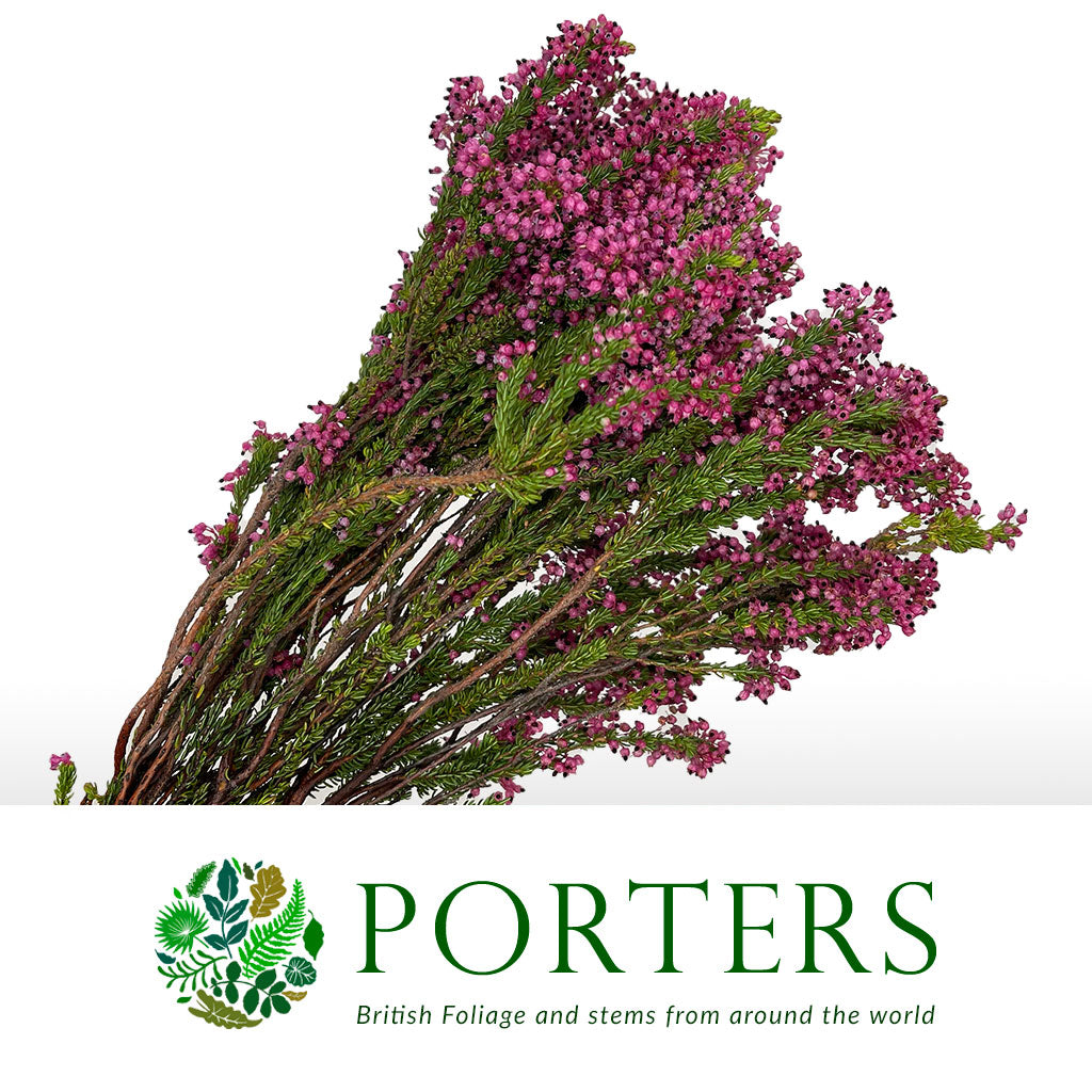 Heather (Erica) &#39;Bella&#39; (x10) 50cm