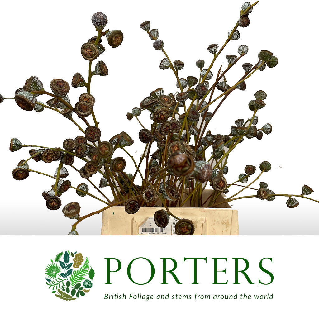 Eucalyptus &#39;Pods&#39; (Antique) 60cm (400g)