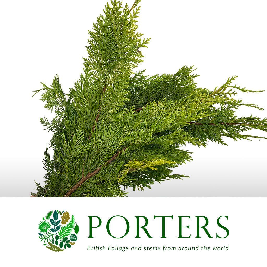 Conifer &#39;Yellow Natural&#39; (Small bunch)