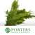 Conifer 'Yellow Natural' (Small bunch)