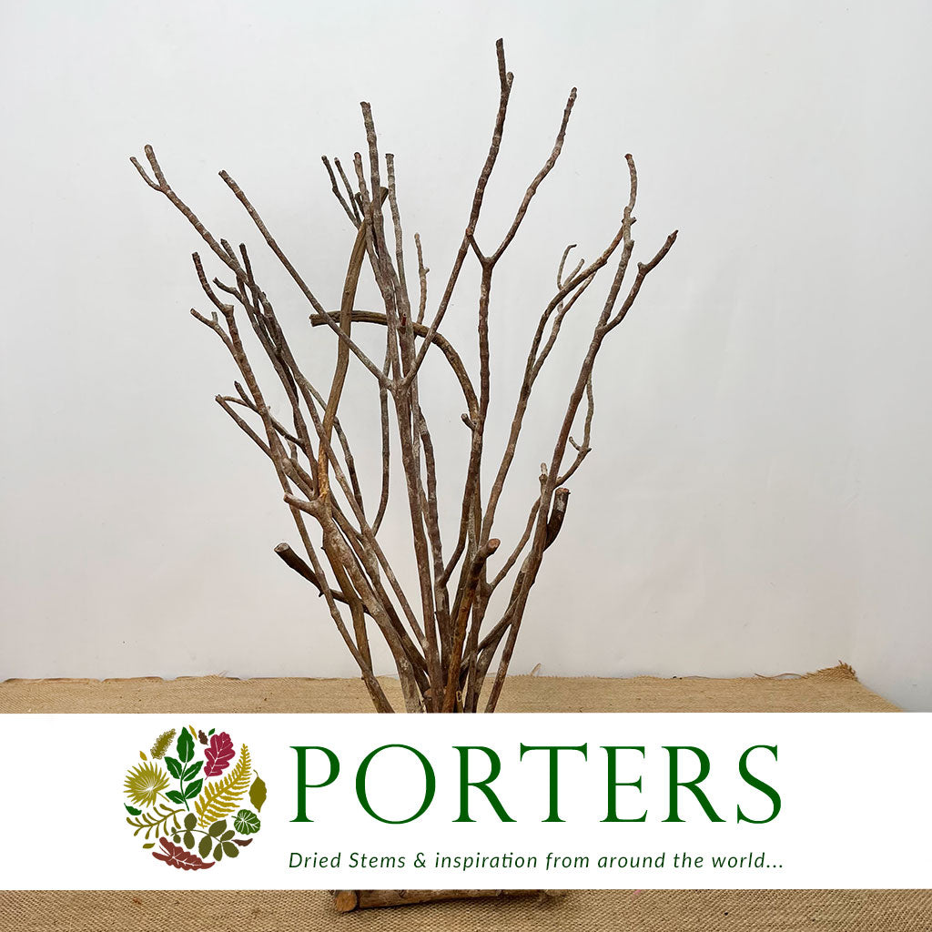 Crazy Vine &#39;Wild Arrangement&#39; (Natural) (DRY) (L16cm x W16cm x H50cm)