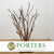 Crazy Vine 'Wild Arrangement' (Natural) (DRY) (L16cm x W16cm x H50cm)