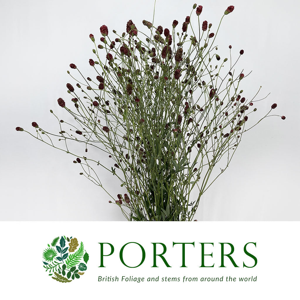 Sanguisorba &#39;Officinalis&#39; 100cm (x10)