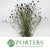 Sanguisorba 'Officinalis' 100cm (x10)