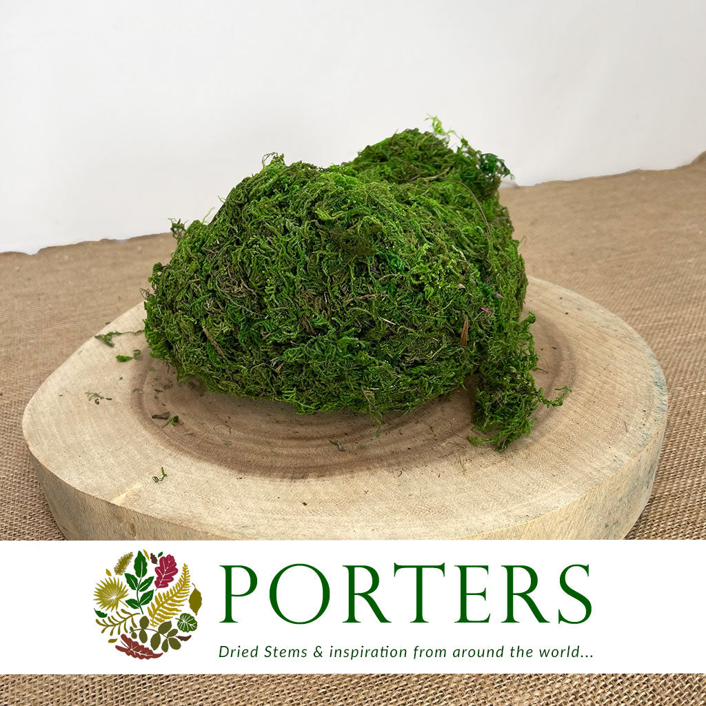 Moss &#39;Asia&#39; (DRY) (250g)